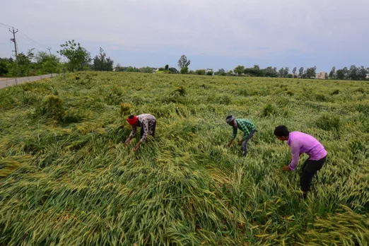 Flattened wheat crop after winds Farmer