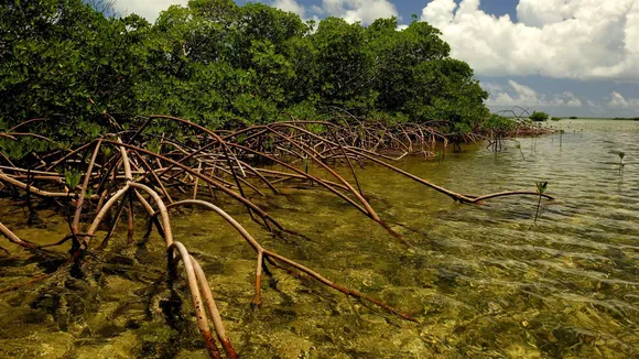 MANGROVE FOREST.jpg