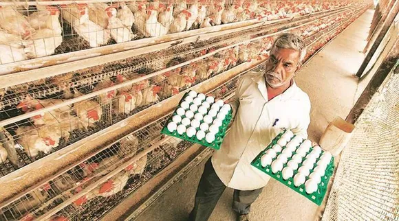 Eggs Farmer Poultry Chicken