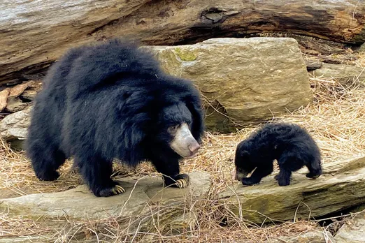 Sloth bear cub.jpeg
