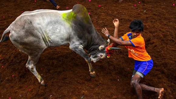 Jallikattu PETA