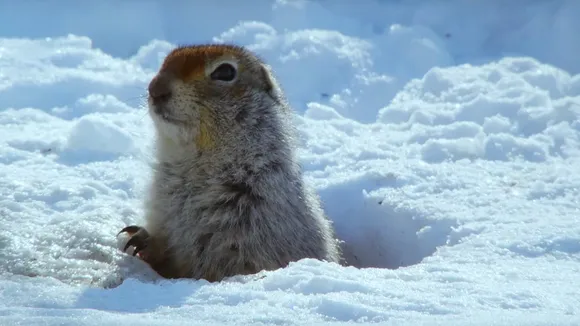 Arctic ground squirrels.jpg