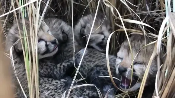Cheetah Cubs