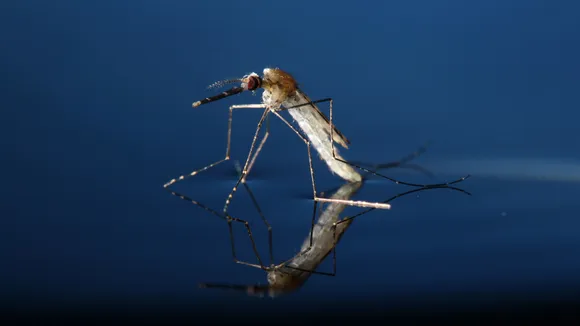 mosquito.jpg