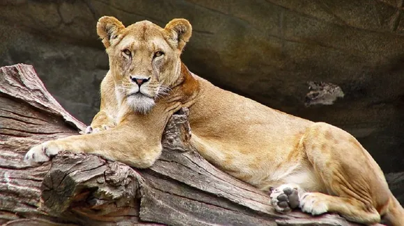 Lioness