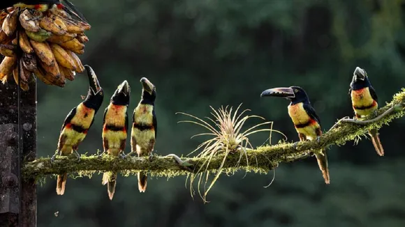 biodiversity tropical region.jpg