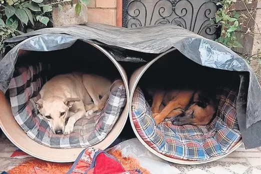 pawsitive Homes Dogs Cold Winter