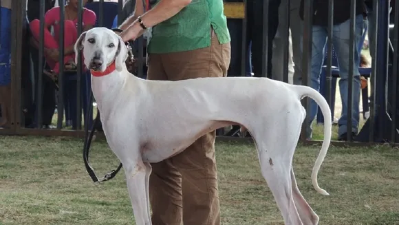  Mudhol hound.jpg