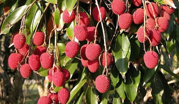 litchi