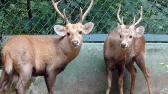 Hog deer spotted