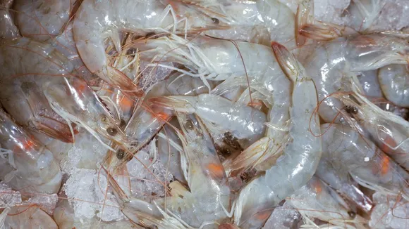 shrimp market