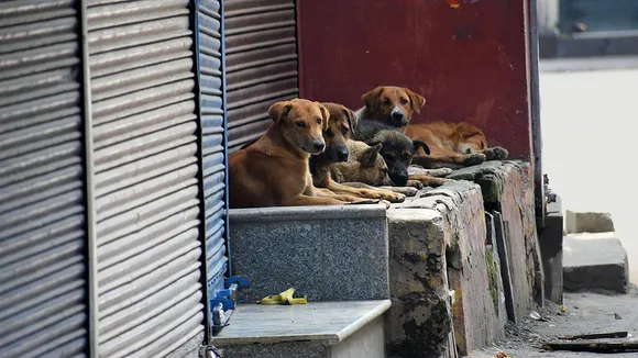 Kerala Dog menace