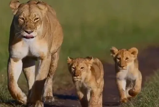 Lioness cubs