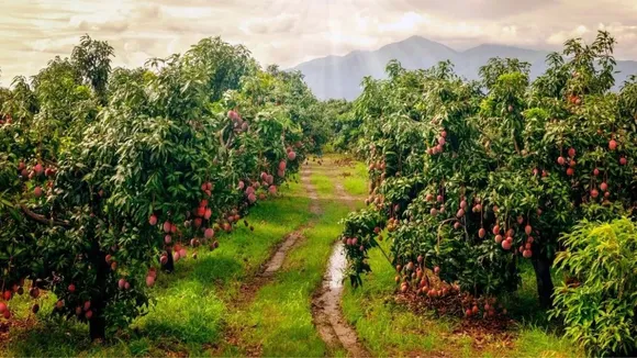 Mango farming, Farm house, Fruits, Trees