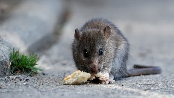 Rats pets