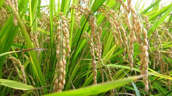 Rice crops.jpg