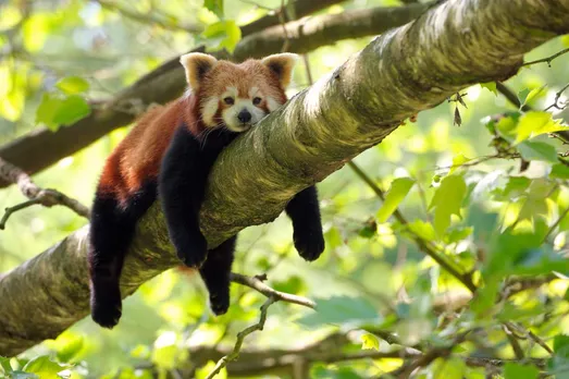 Red Panda.jpg