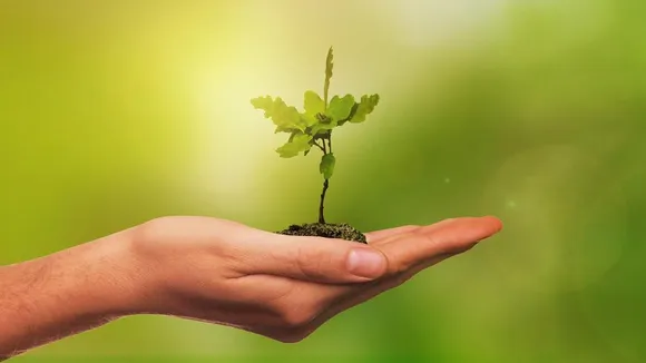 Plant sapplings.jpg