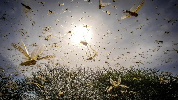 swarming animals