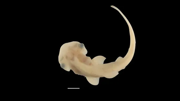hammerhead shark embryos
