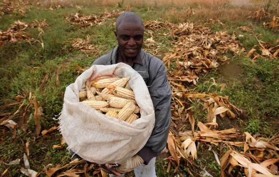 Genetically Modified Crops GM Crops Africa farming