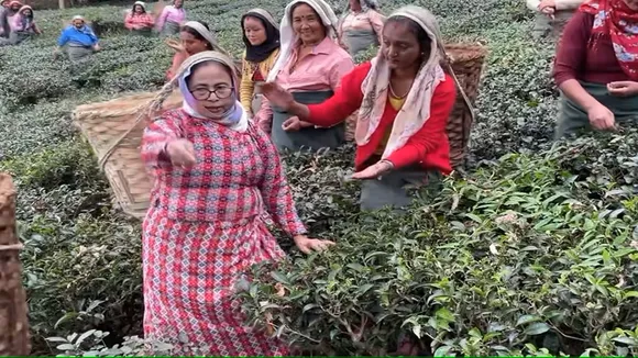 Mamata Banerjee plucks tea leaves