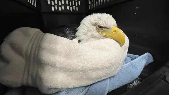 Balt eagle (Photo AP)