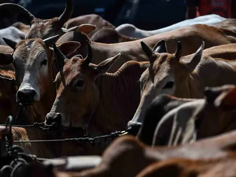 Cow slaughter issue.jpg