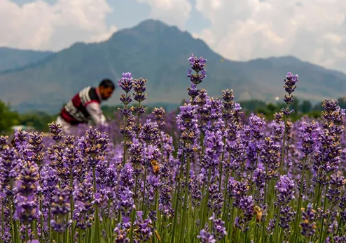 lavender valley kashmir.jpg