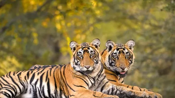 Tiger Reserve in Madhya Pradesh