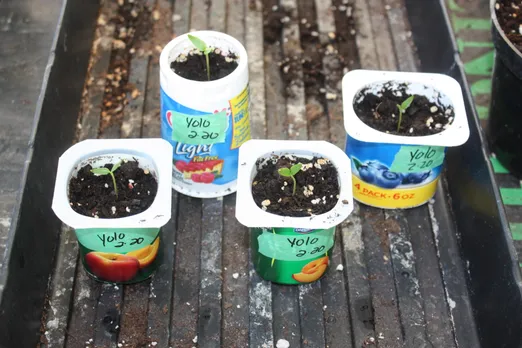 Yogurt Cups Plants.jpg