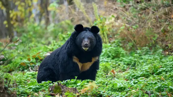 Asiatic black bears