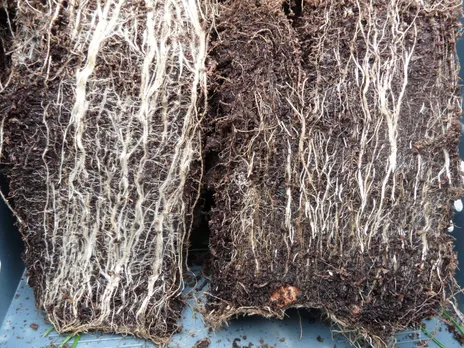 mycorrhizae fungi.jpg