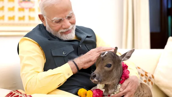 Narendra Modi with calf Deepjyoti