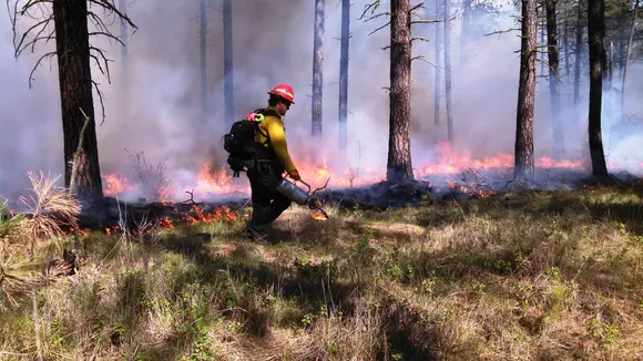 Wildfire Forest Fire