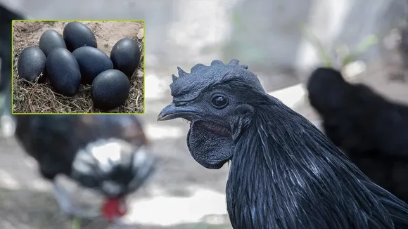 Kadaknath chicken