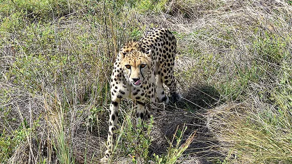 A cheetah at Kuno National Park