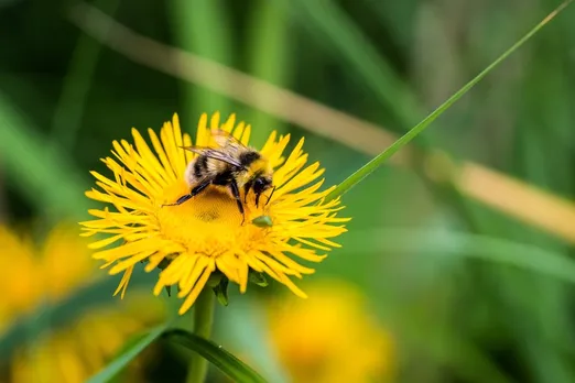 Dandelions bees.jpg