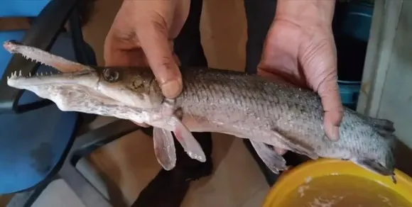 Alligator Gar Fish