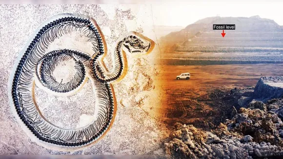 Kutch Snake Fossil