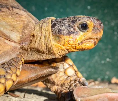 Tortoise