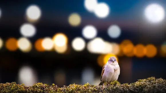 Lights bird.jpg
