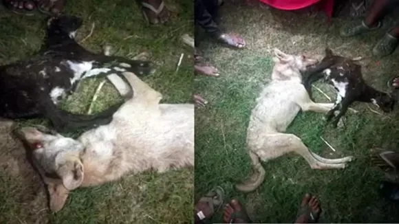 Bahraich Wolf Attacks