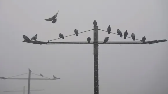 Pigeons perch on a street light during a cold and foggy winter morning