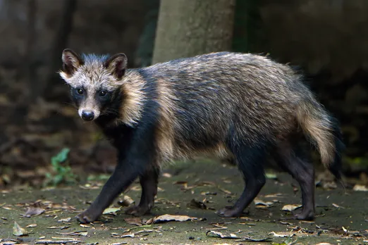 Raccoon Dog Covid