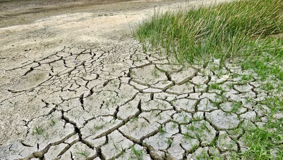  Green drought.jpg