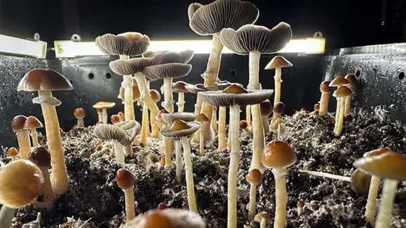 Psilocybin