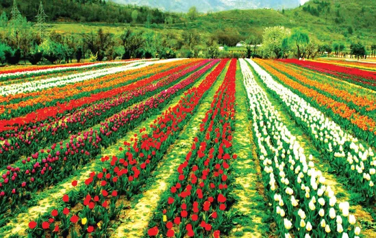 Tulip Garden.jpg
