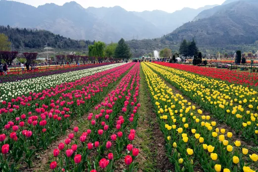 Srinagar Tulip Garden in Full Bloom
