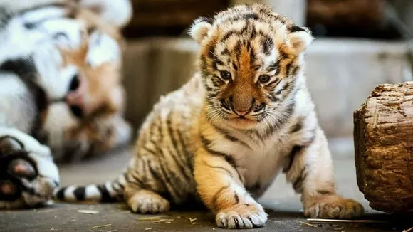 Tiger cub.jpg